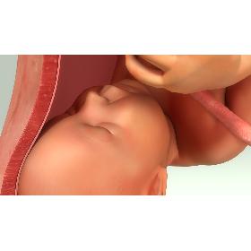 Baby in Womb
